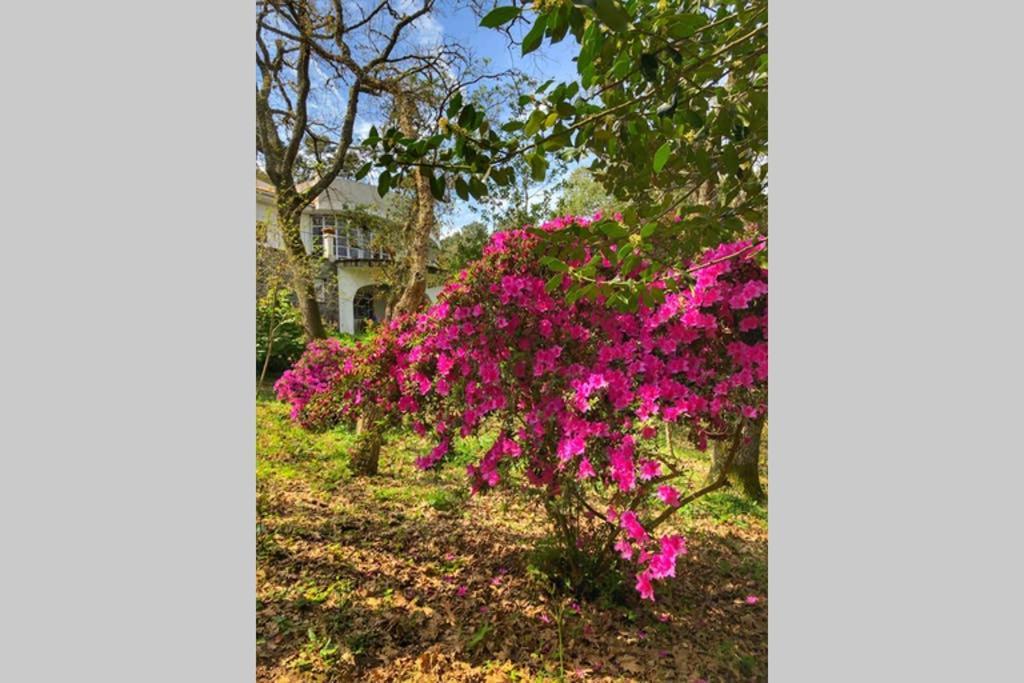 Quinta Biologica, Com Vista, Na Serra De Sintra Dış mekan fotoğraf