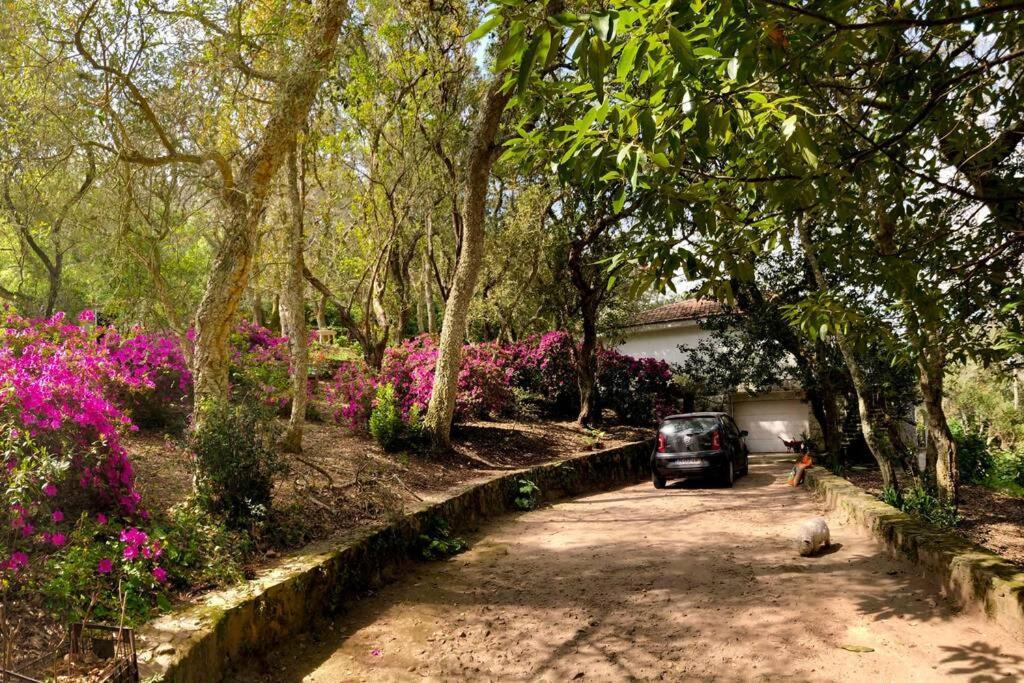 Quinta Biologica, Com Vista, Na Serra De Sintra Dış mekan fotoğraf