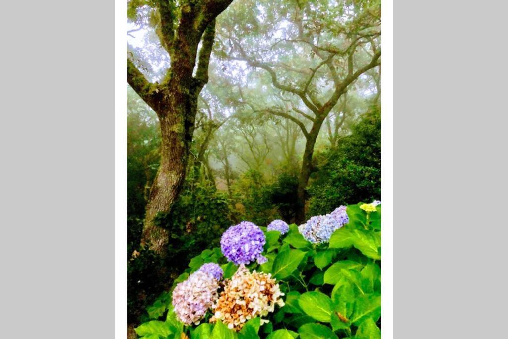Quinta Biologica, Com Vista, Na Serra De Sintra Dış mekan fotoğraf