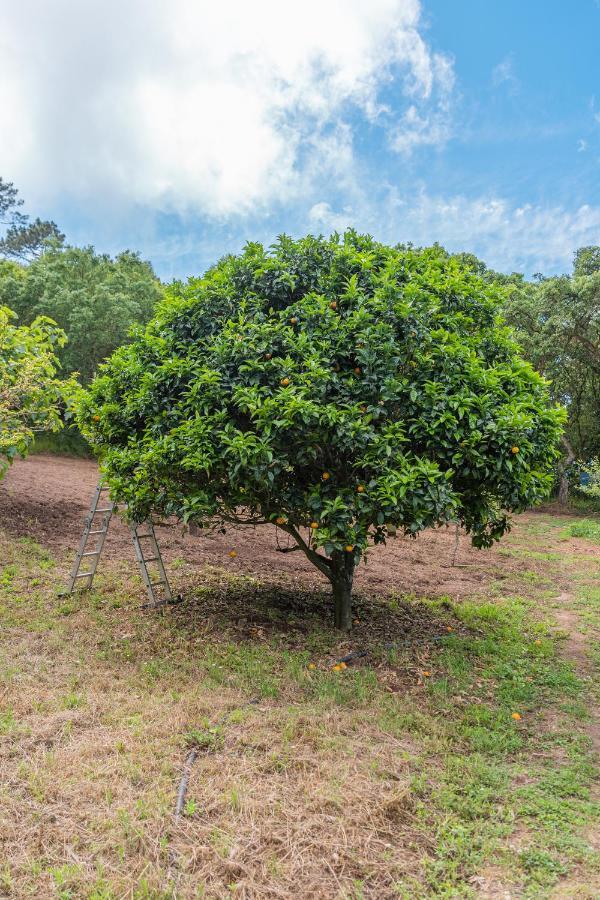 Quinta Biologica, Com Vista, Na Serra De Sintra Dış mekan fotoğraf