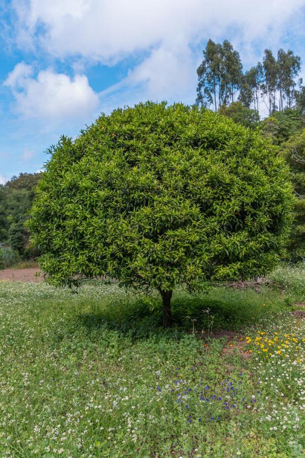 Quinta Biologica, Com Vista, Na Serra De Sintra Dış mekan fotoğraf